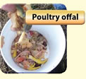 Poultry Offal